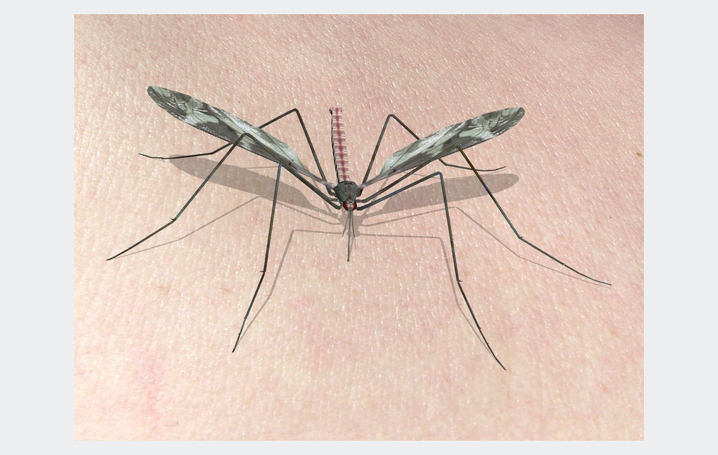 L’épidémie de chikungunya peut-elle toucher l’hexagone ?
