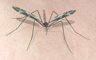 L’épidémie de chikungunya peut-elle toucher l’hexagone ?