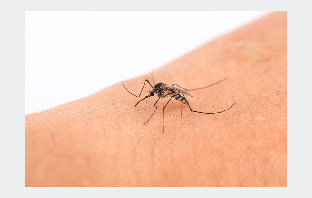 17 cas de dengue et de chikungunya dans le sud de la France