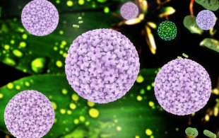 Un nouveau test de dépistage du papillomavirus ?
