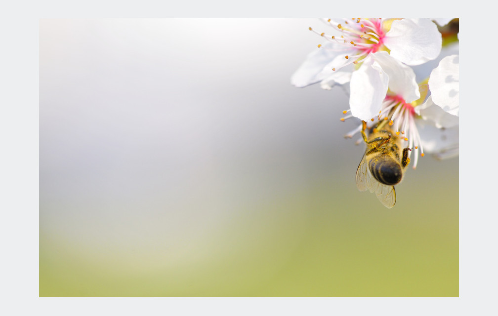 Les pollens dans les starting-blocks !