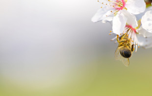 Les pollens dans les starting-blocks !