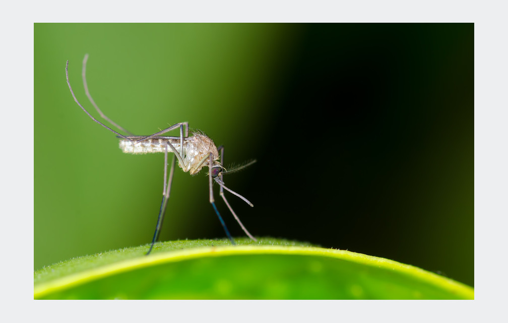 Comment soulager une piqure de moustique naturellement ?