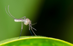 Comment soulager une piqure de moustique naturellement ?