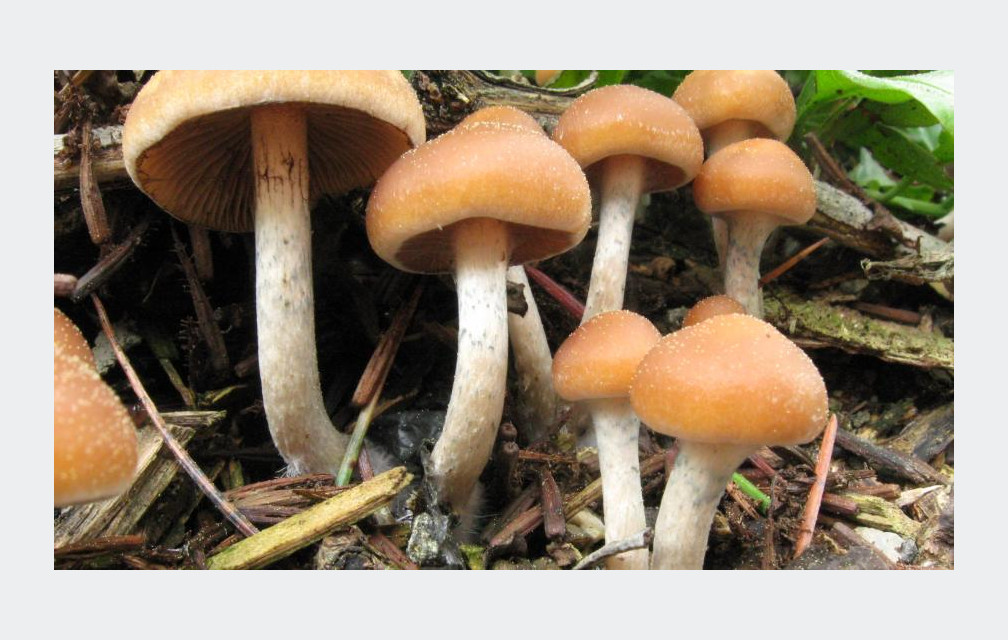 Les champignons hallucinogènes qui aident les malades ?
