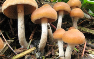 Les champignons hallucinogènes qui aident les malades ?
