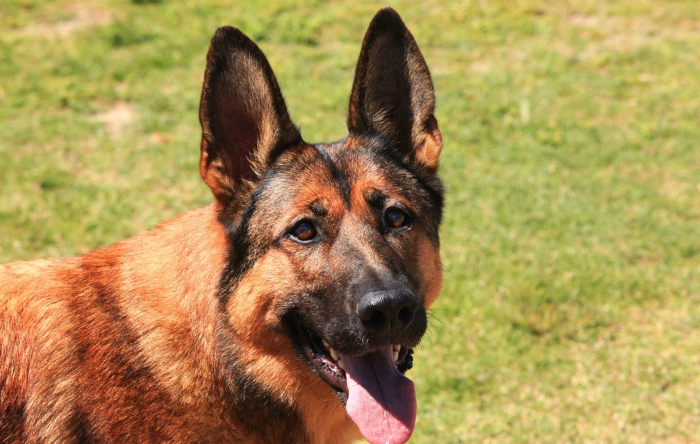 Innovation : des chiens qui détectent le cancer ?