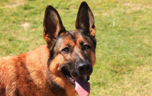 Innovation : des chiens qui détectent le cancer ?