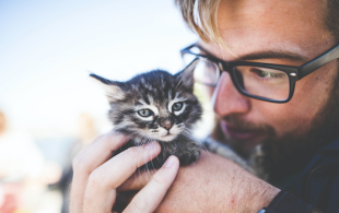 Vétérinaire : les calmants pour chats en pharmacie