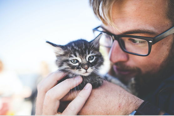 Vétérinaire : les calmants pour chats en pharmacie 