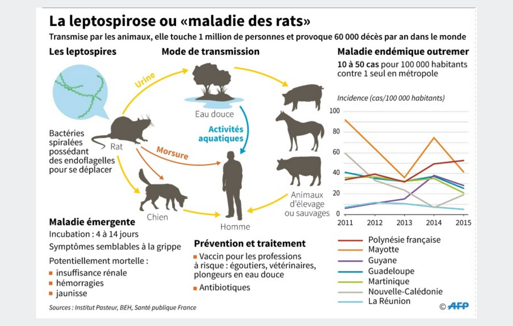 « La maladie du rat » : alerte à la leptospirose