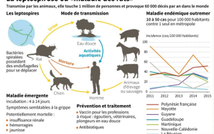 « La maladie du rat » : alerte à la leptospirose