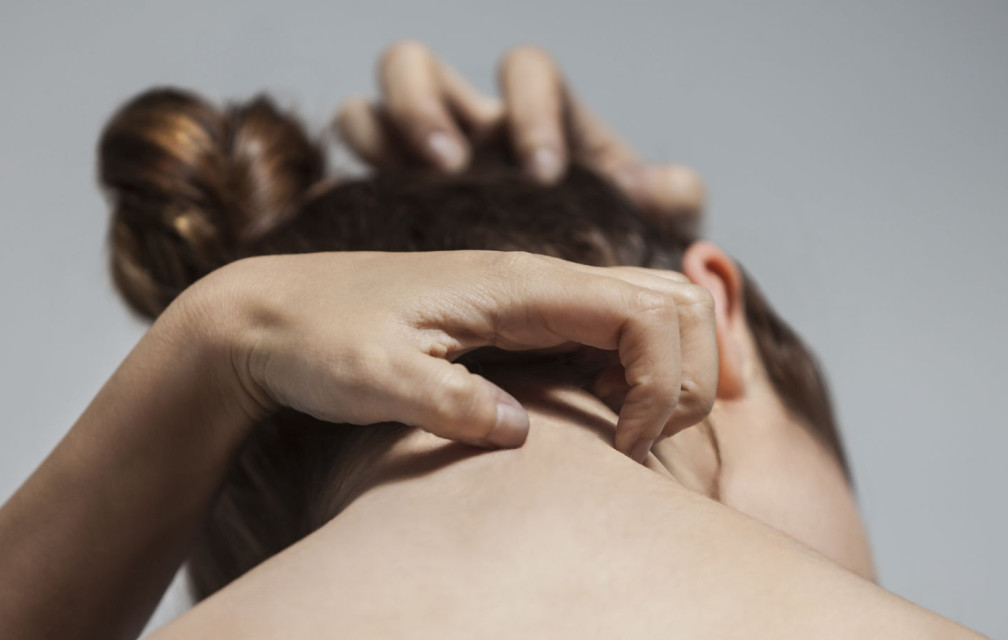 Tout savoir sur les moustiques !