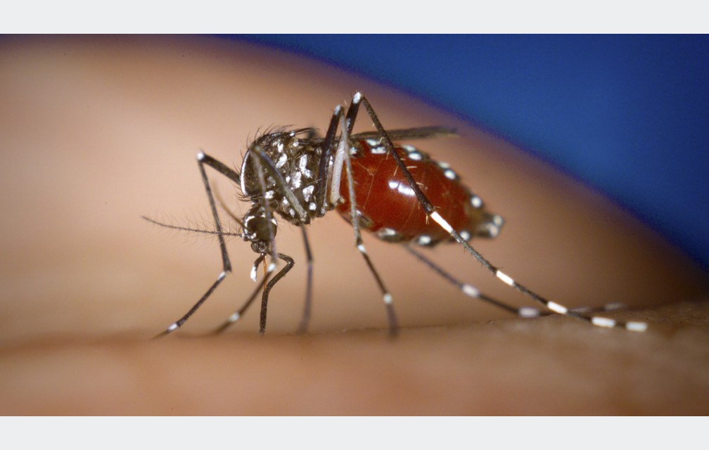 Mieux comprendre le chikungunya
