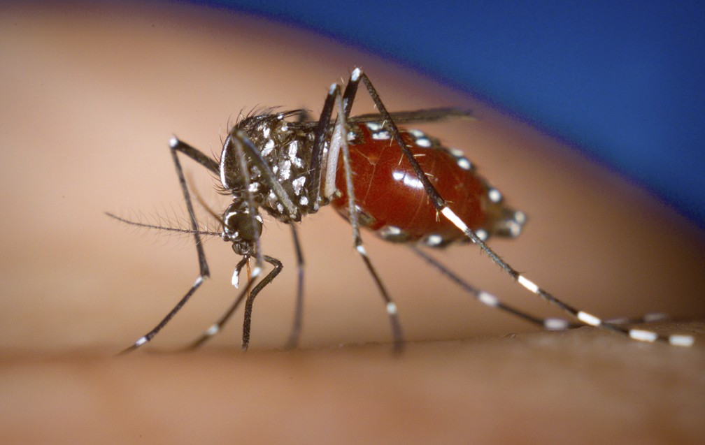 Mieux comprendre le chikungunya