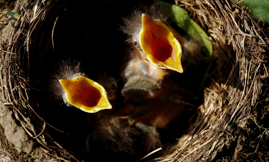 Faim en permanence ? Remplacer le grignotage par la collation !