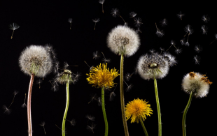 Pollen : à la folie, pas du tout !