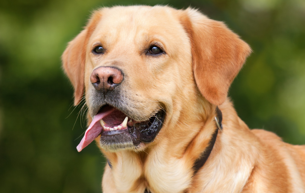 Infecté par son chien, cet homme a dû se faire amputer des 4 membres