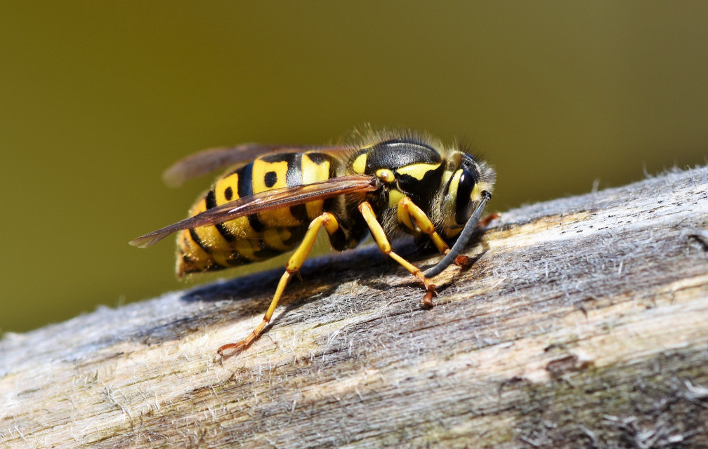 Piqûres d’insectes : les bons réflexes à adopter