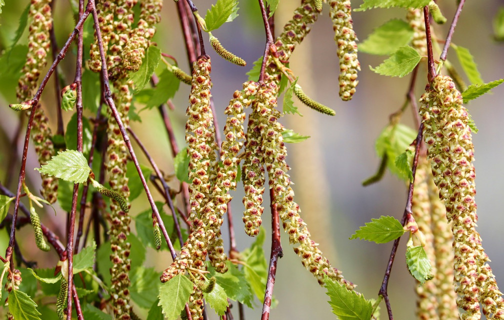 Les allergies aux pollens s’abattent sur plus d’un tiers de la France