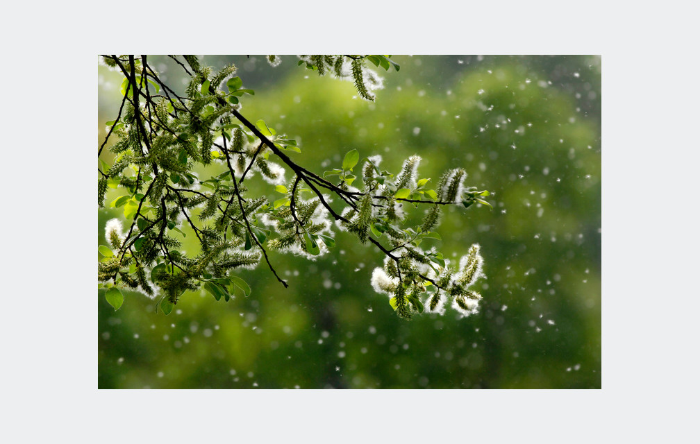 Allergies aux pollens : 26 départements en alerte rouge