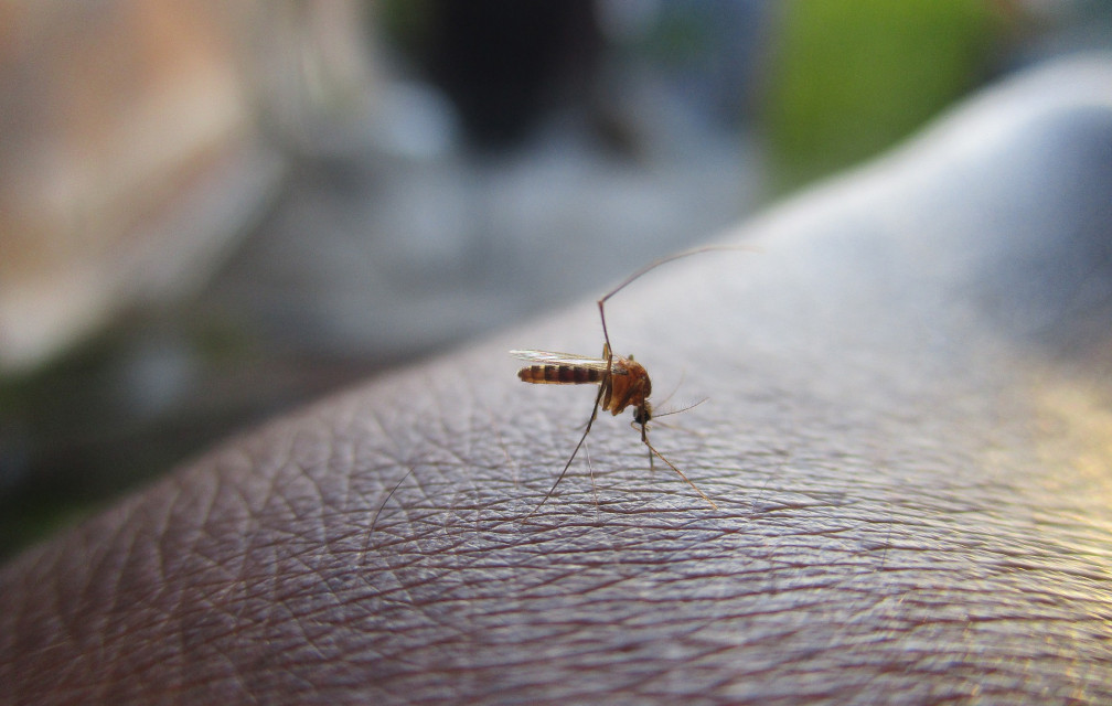 Comment les moustiques choisissent-ils leur cible ?
