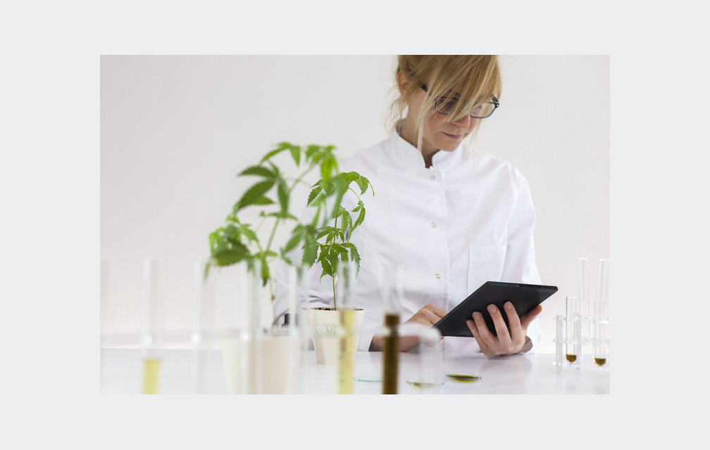 L’expérimentation du cannabis thérapeutique en France